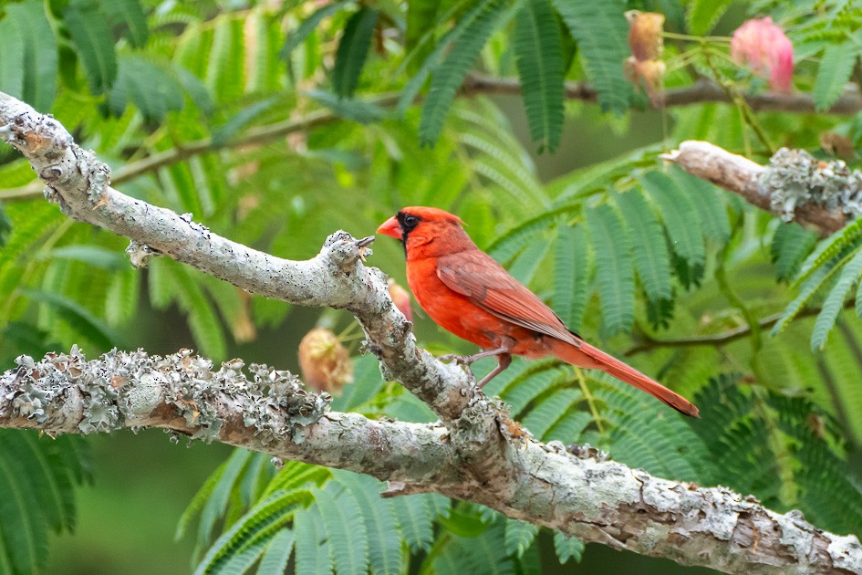 Northern Cardinal - ML620752538