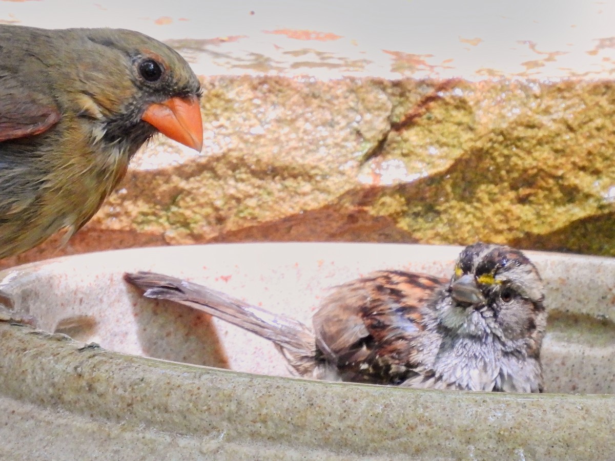 White-throated Sparrow - ML620752545