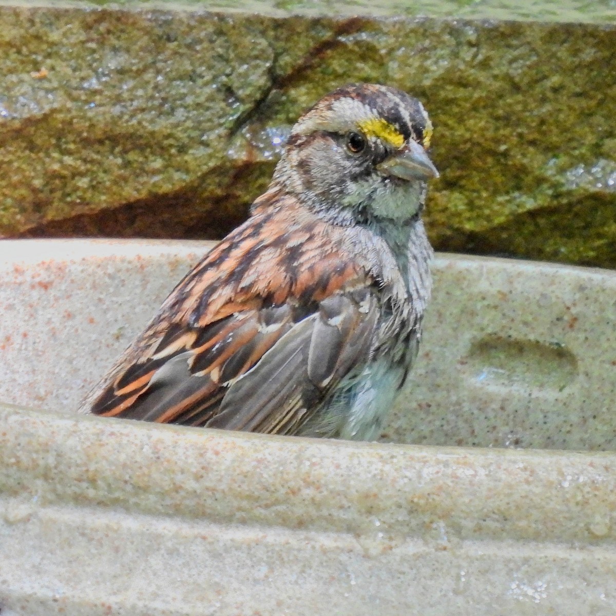 White-throated Sparrow - ML620752546