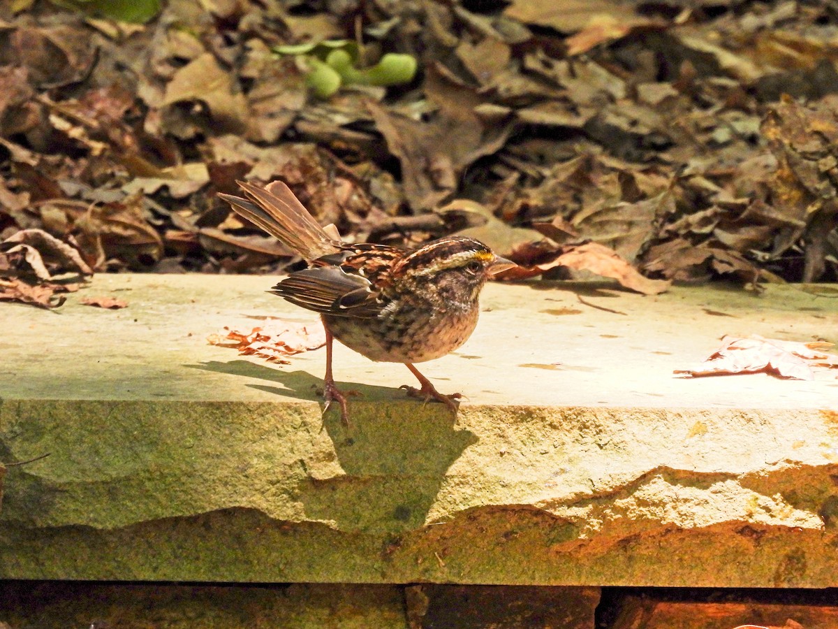 White-throated Sparrow - ML620752547