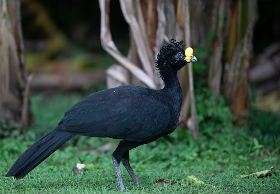 Great Curassow - ML620752553