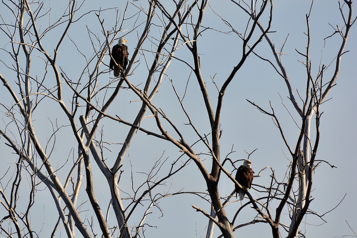 Bald Eagle - ML620752556