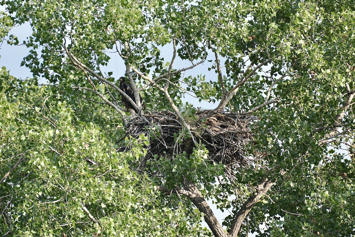 Weißkopf-Seeadler - ML620752557