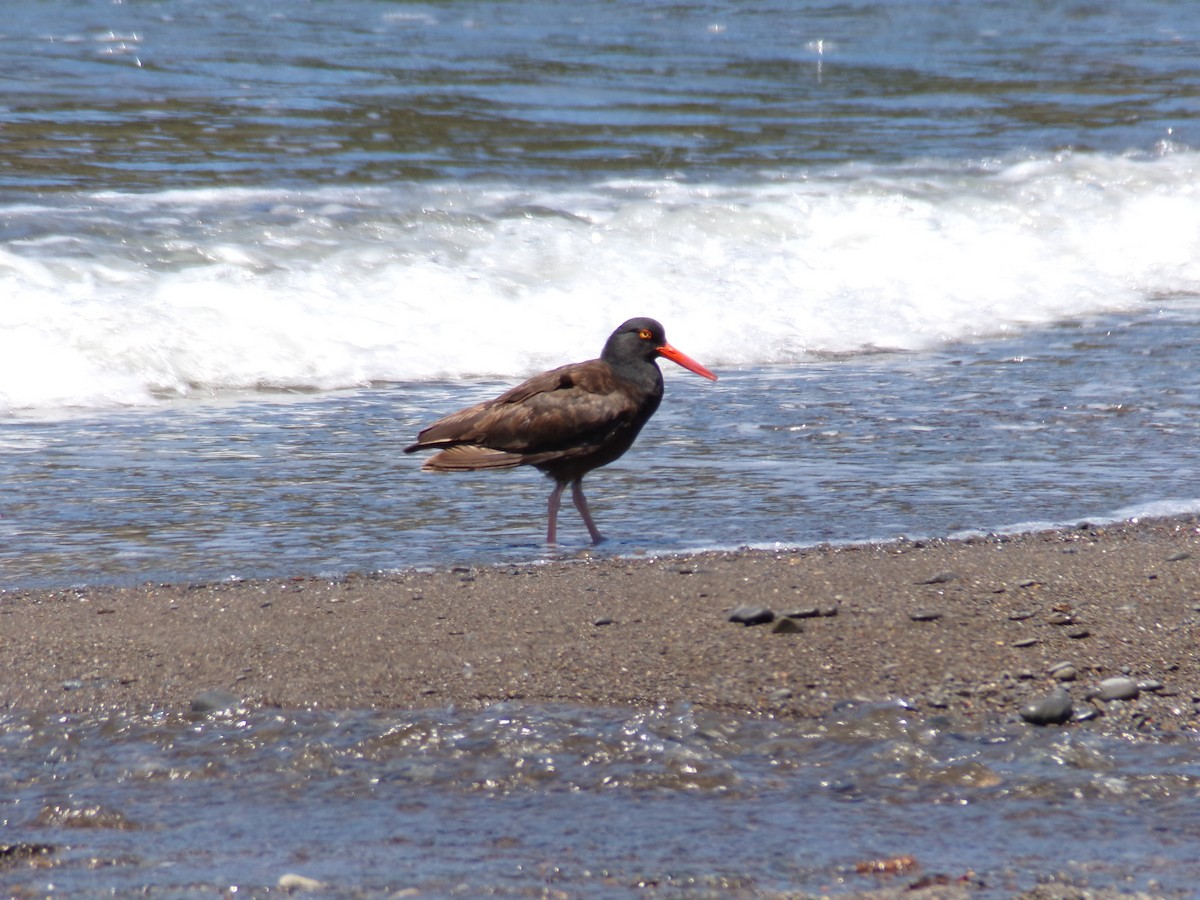 Black Oystercatcher - ML620752559