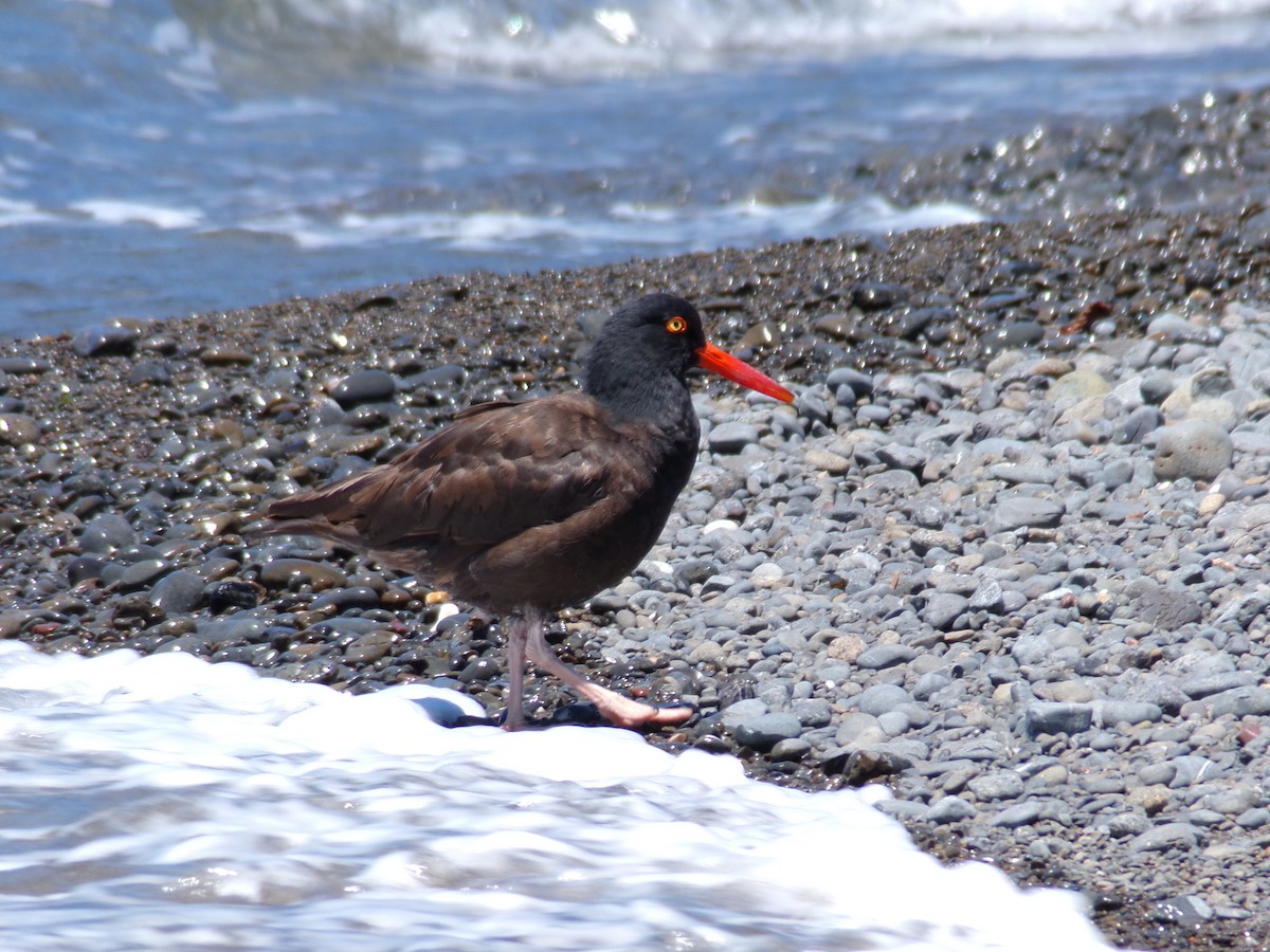 Black Oystercatcher - ML620752561