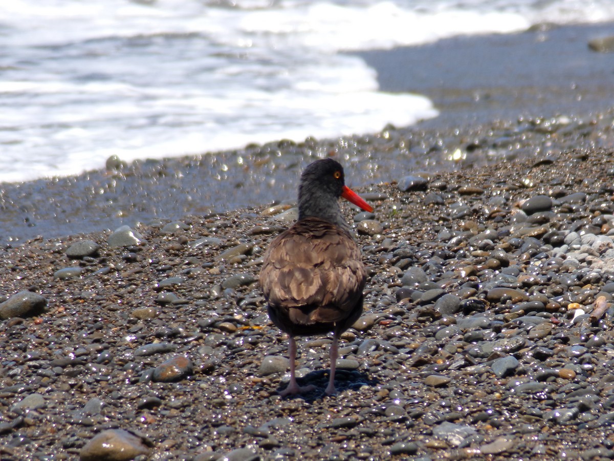 Black Oystercatcher - ML620752563