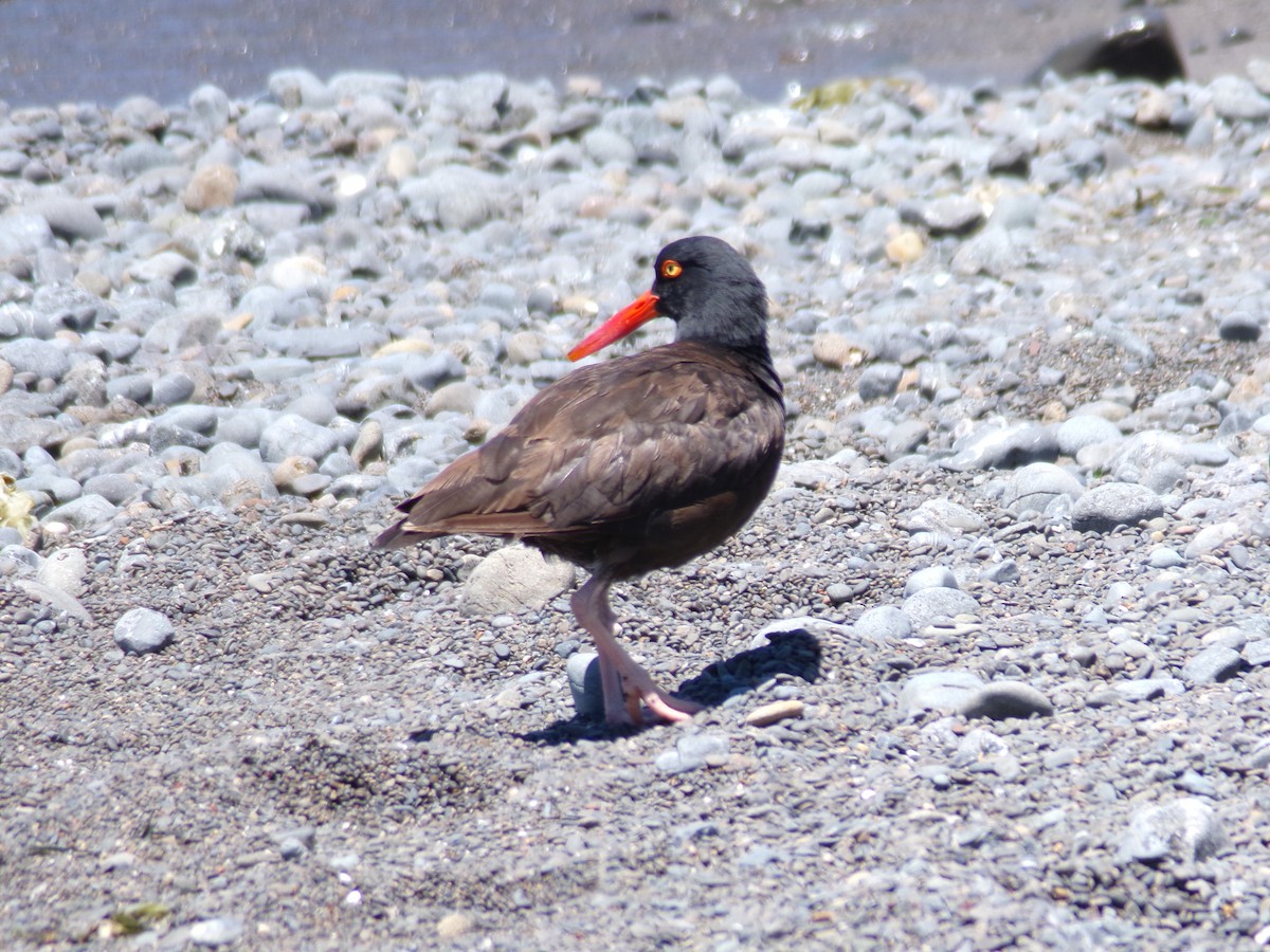 Black Oystercatcher - Ross Rabkin