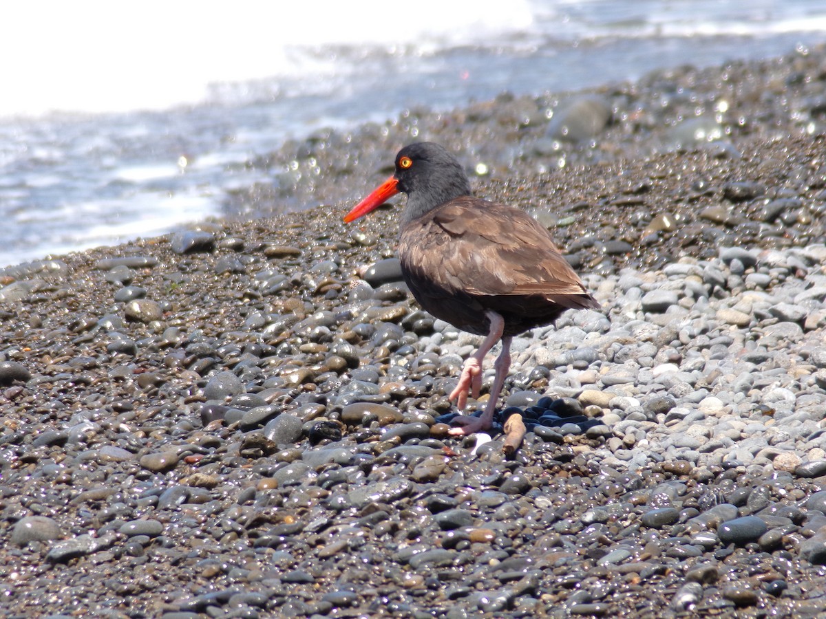 Black Oystercatcher - ML620752565