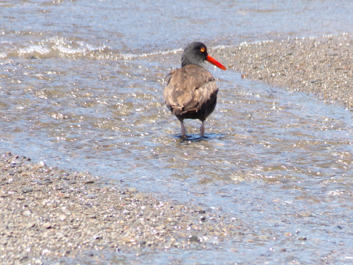 Black Oystercatcher - ML620752566