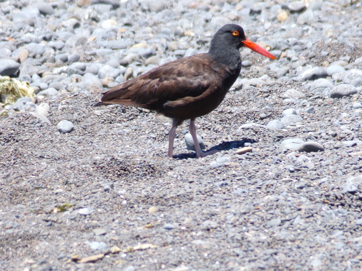 Black Oystercatcher - ML620752567