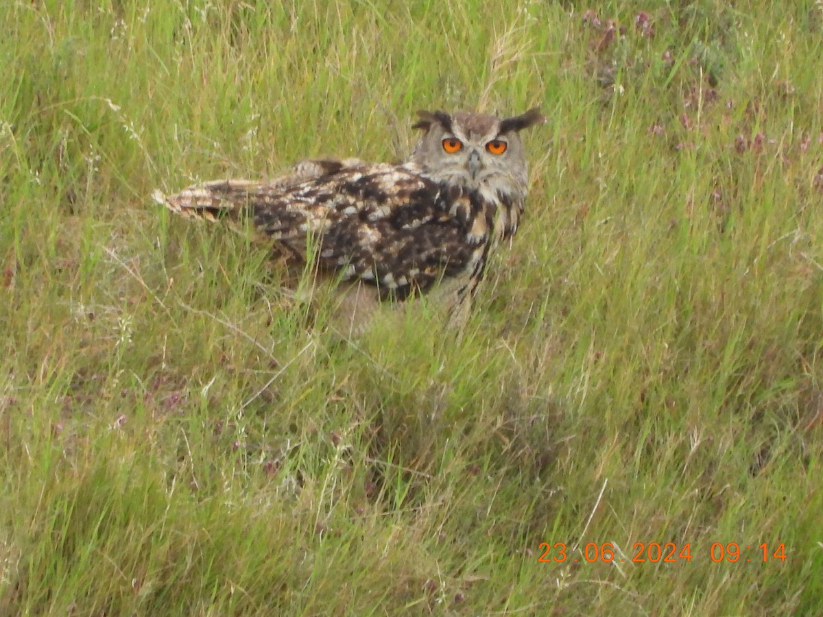 Eurasian Eagle-Owl - ML620752573