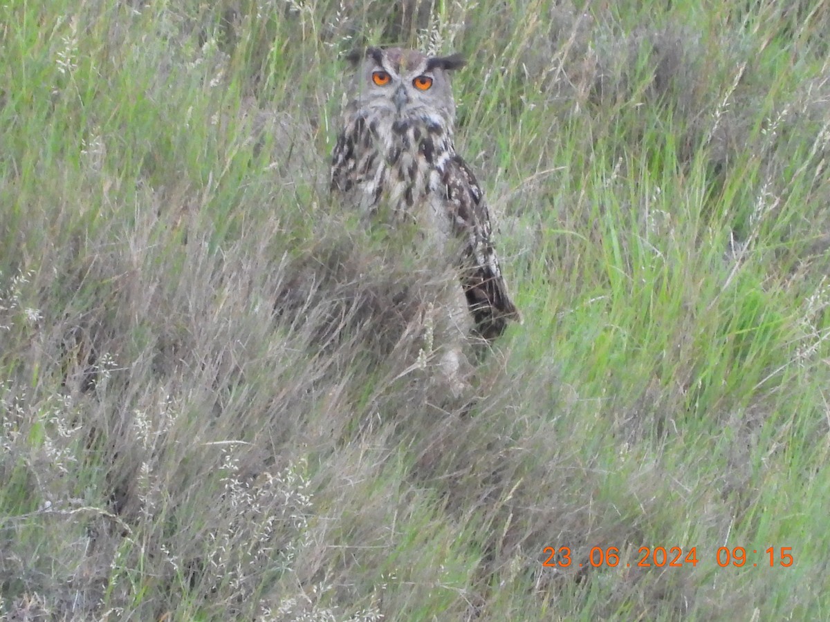 Eurasian Eagle-Owl - ML620752590
