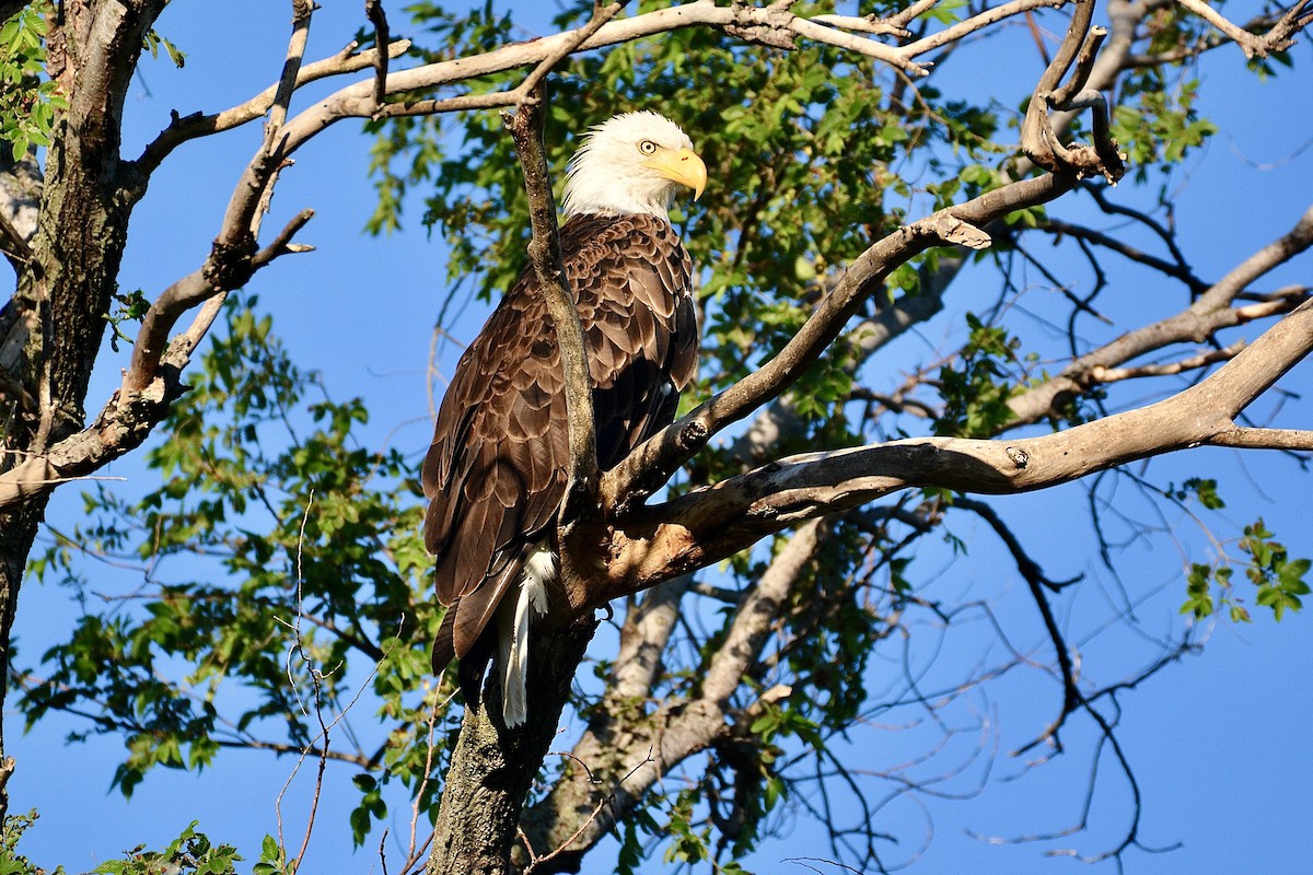 Bald Eagle - ML620752605