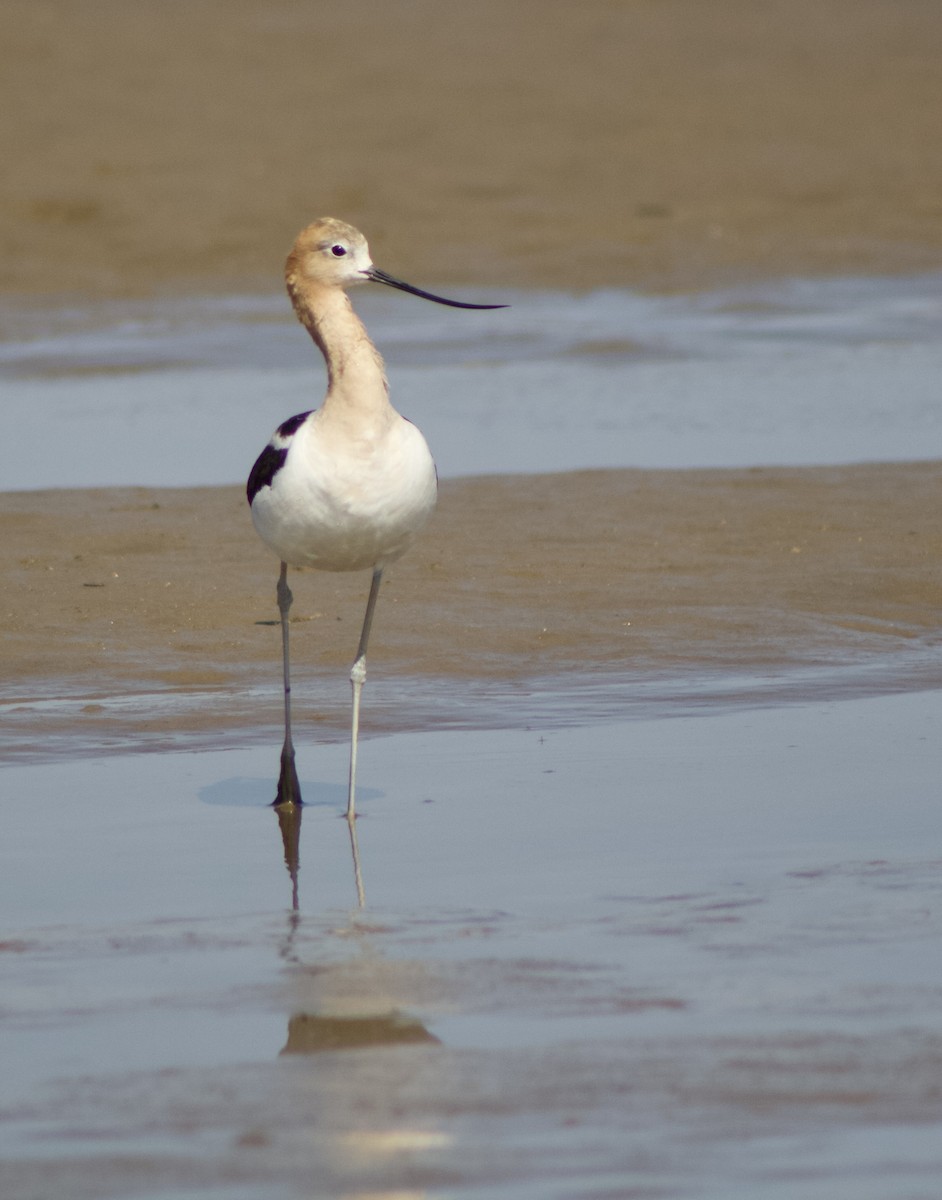 American Avocet - ML620752609