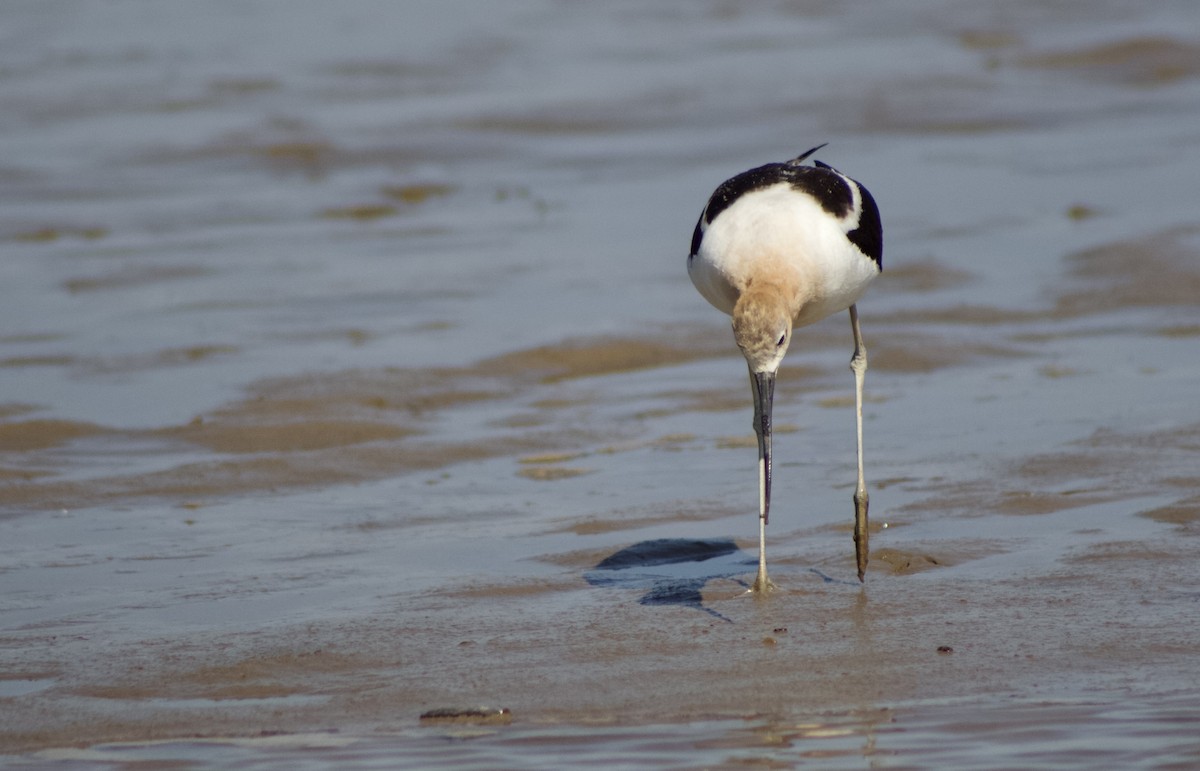 American Avocet - ML620752611