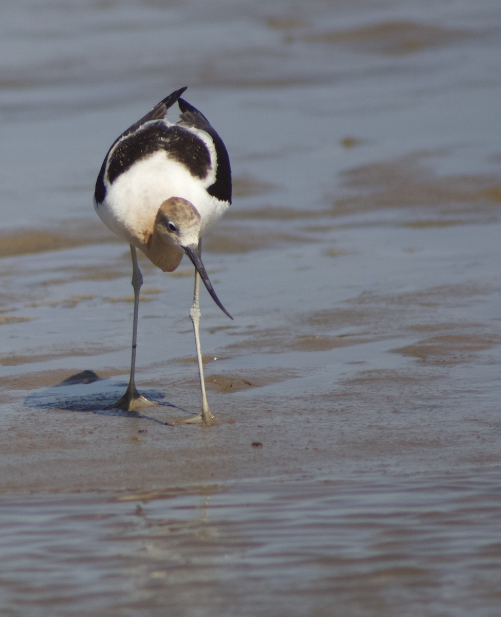 American Avocet - ML620752614