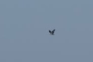 Águila Pescadora (haliaetus) - ML620752616