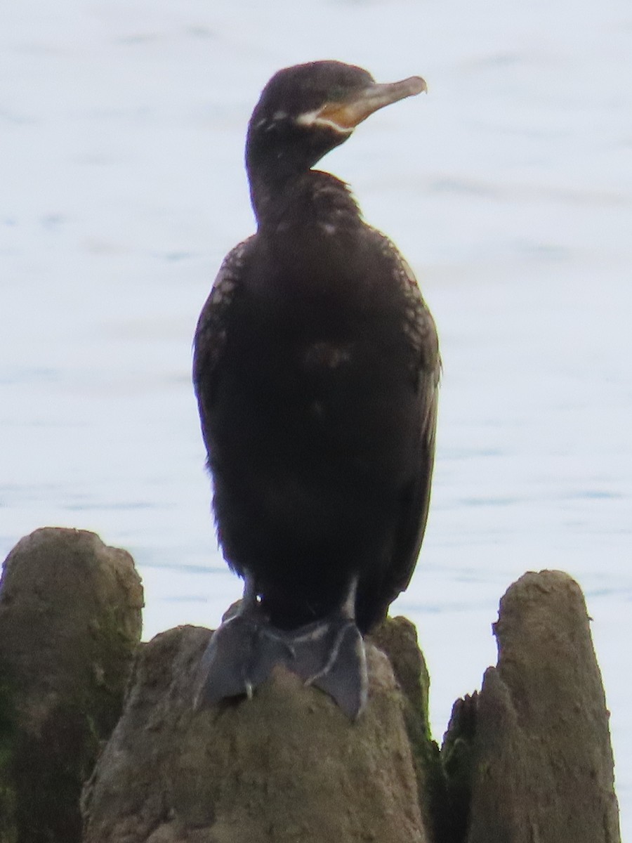 Neotropic Cormorant - ML620752623