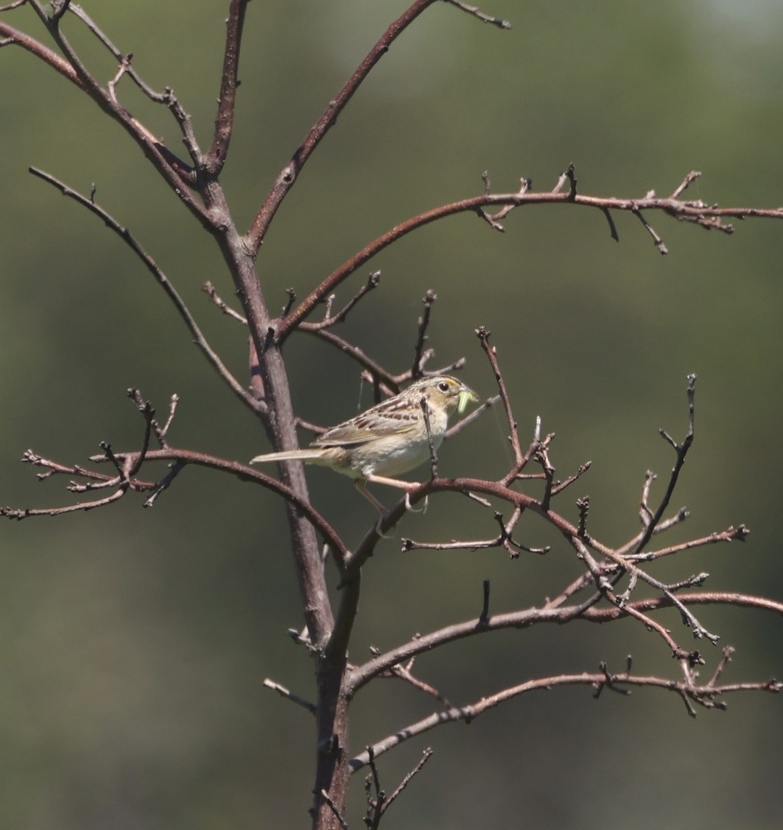 Grasshopper Sparrow - ML620752631