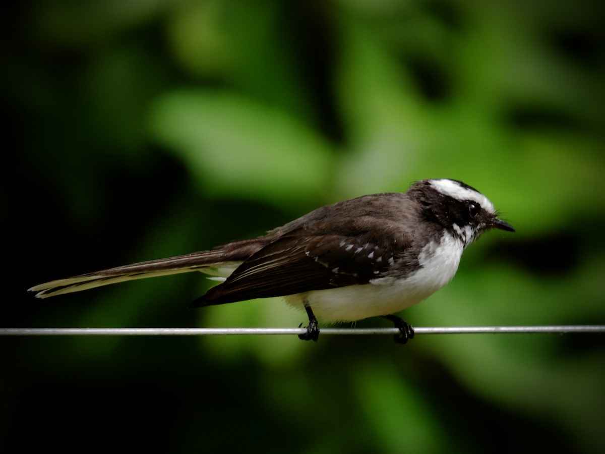 White-browed Fantail - ML620752633