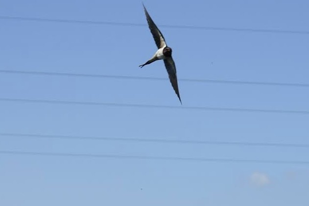 Barn Swallow - ML620752641