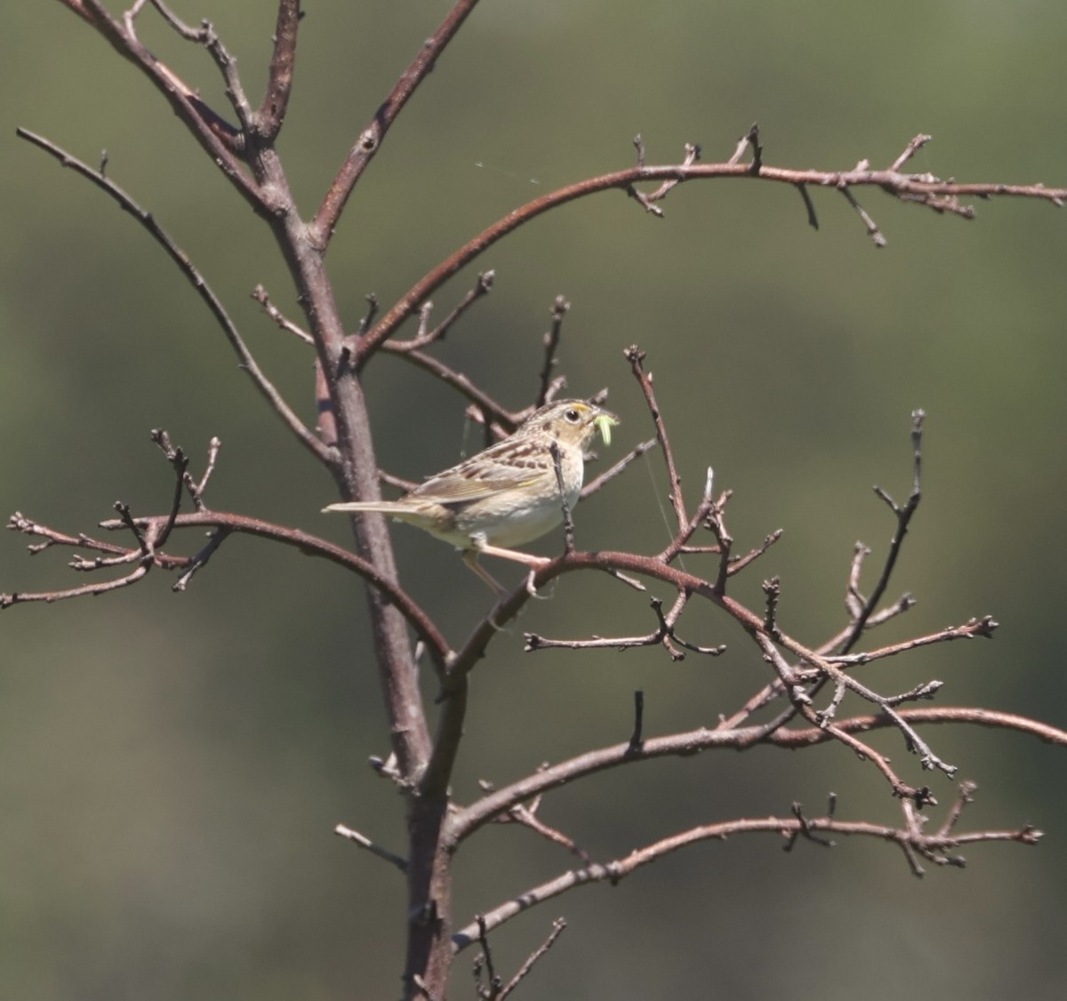 Grasshopper Sparrow - ML620752645