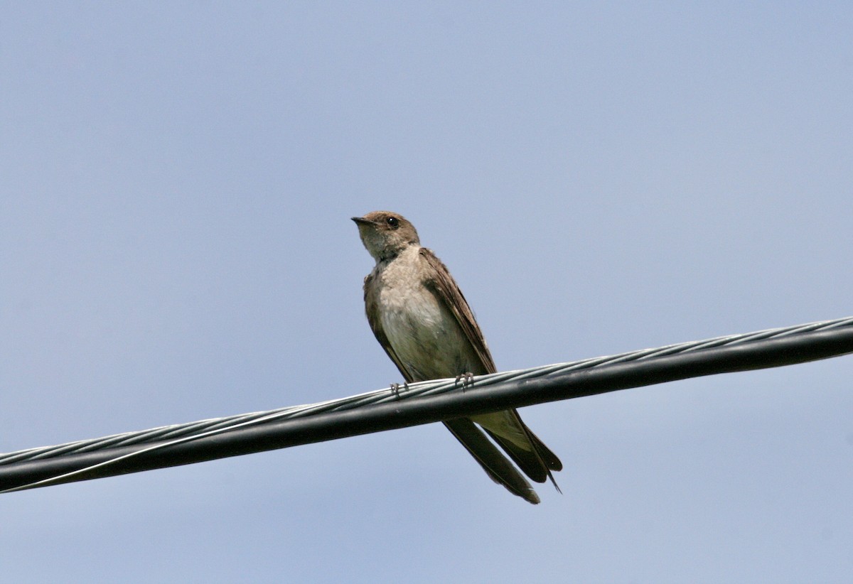 Northern Rough-winged Swallow - ML620752676