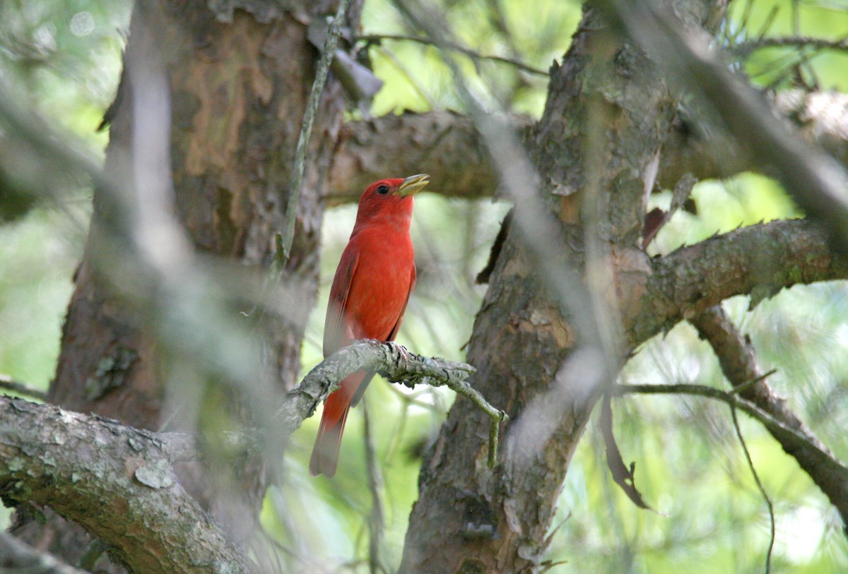 Summer Tanager - ML620752683