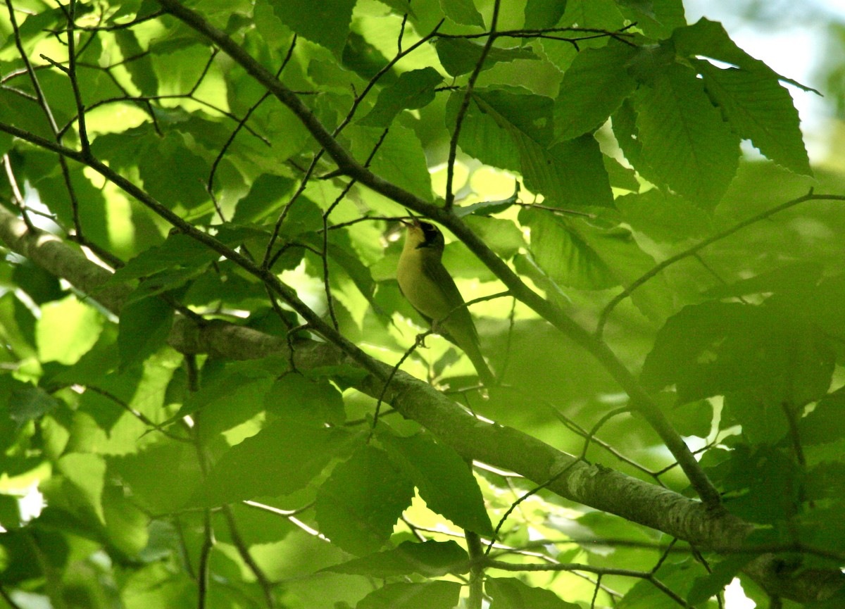 Kentucky Warbler - ML620752691