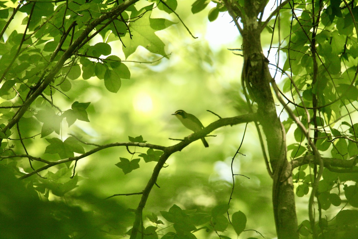 Kentucky Warbler - ML620752692