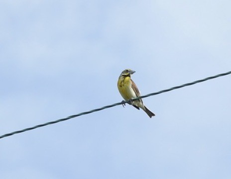 Dickcissel - ML620752696