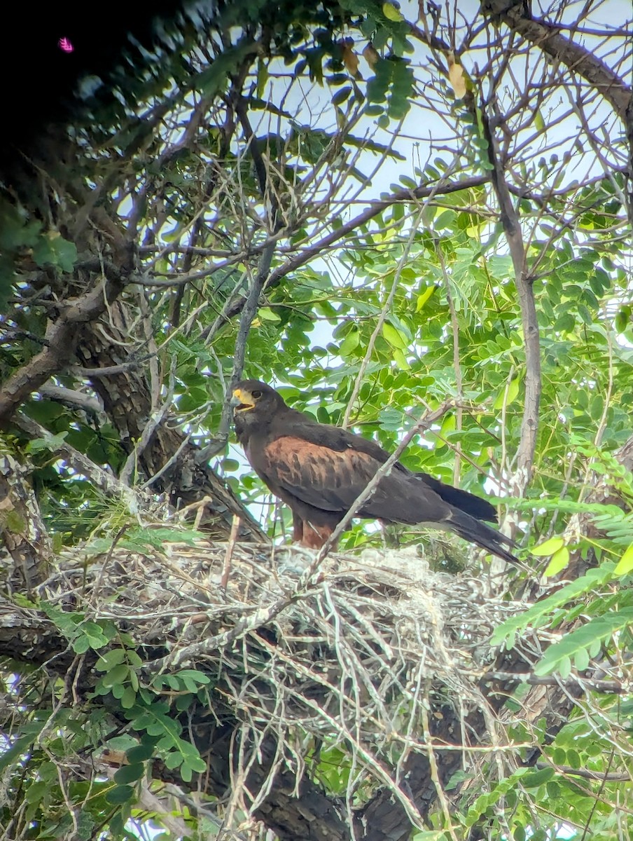 Harris's Hawk - ML620752699