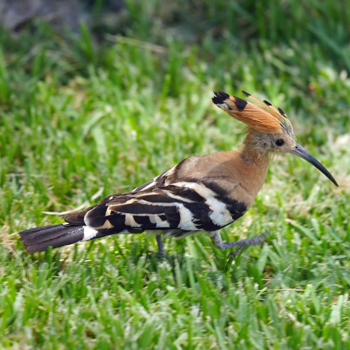 Eurasian Hoopoe - ML620752727