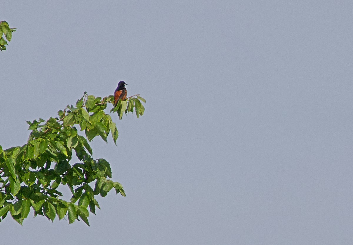 Orchard Oriole - ML620752729