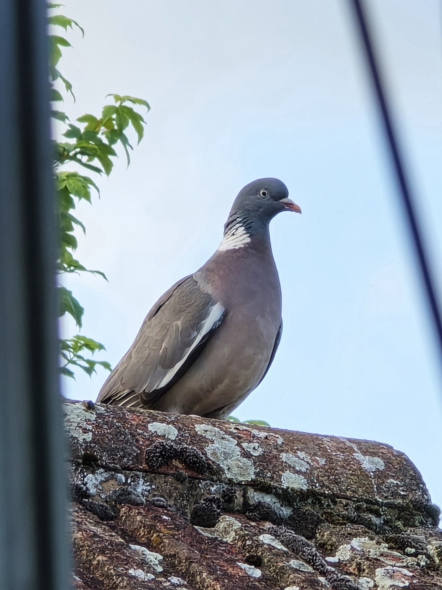 Common Wood-Pigeon - ML620752738