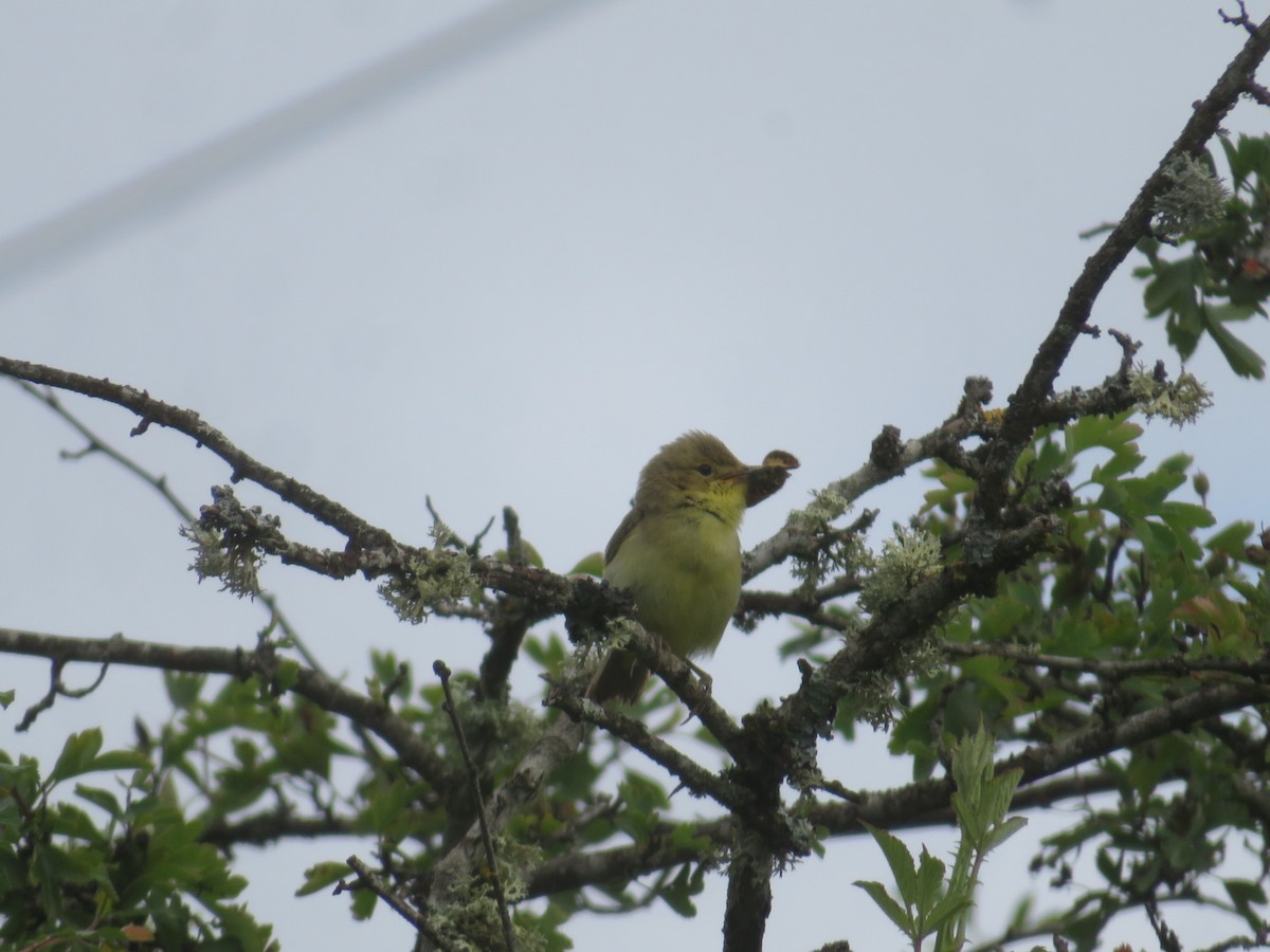 Melodious Warbler - ML620752740