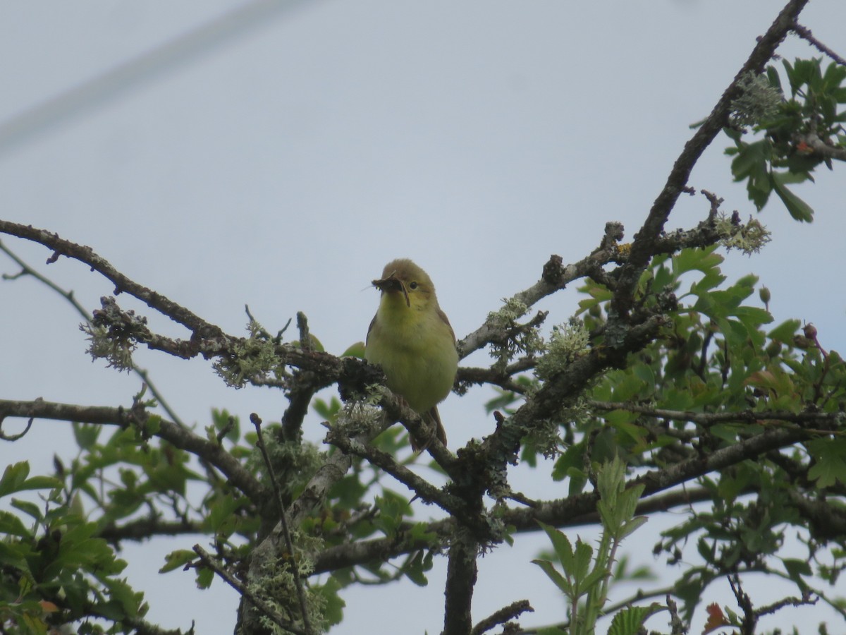 Melodious Warbler - ML620752741