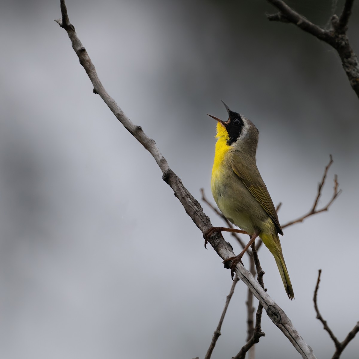 Common Yellowthroat - Christine Pelletier et (Claude St-Pierre , photos)