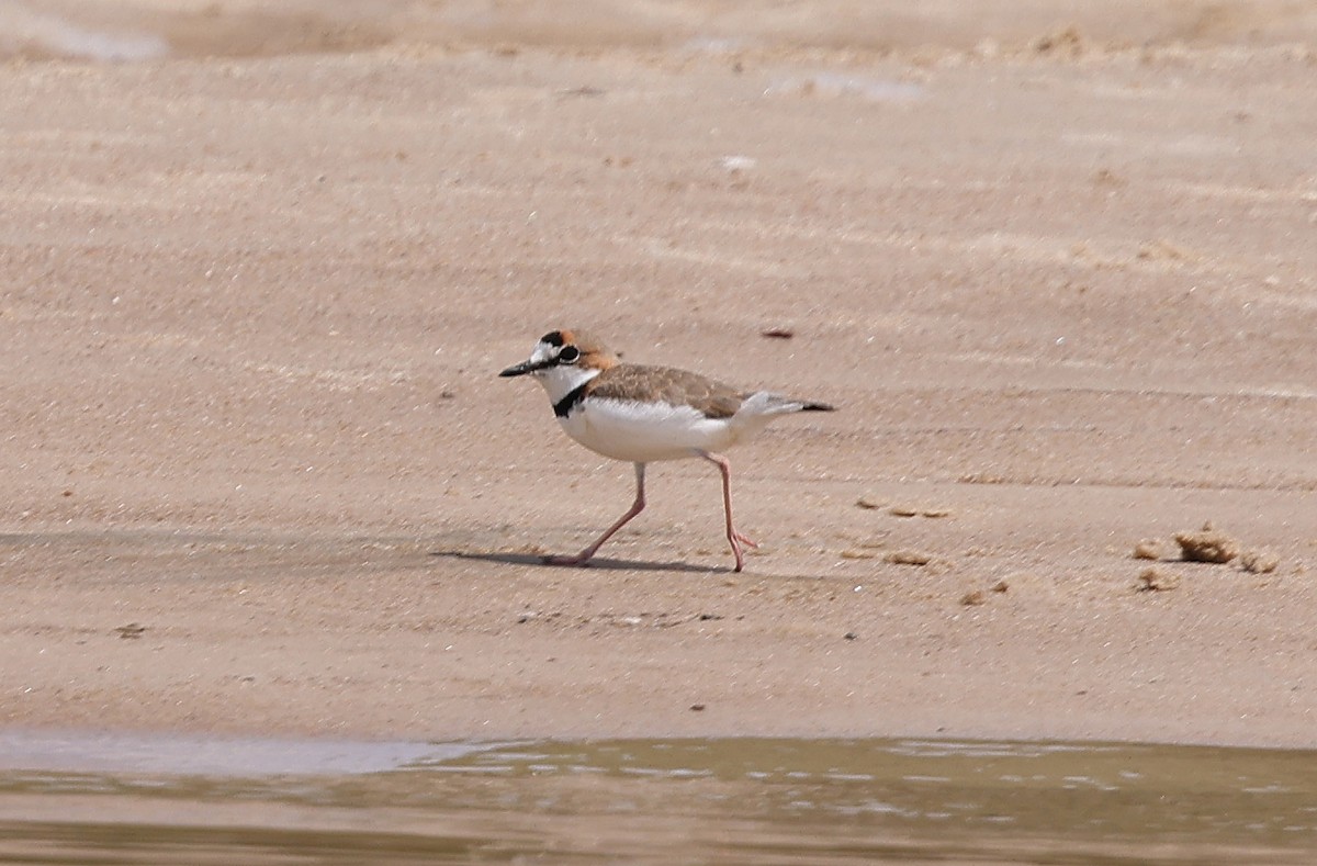 Collared Plover - ML620752772