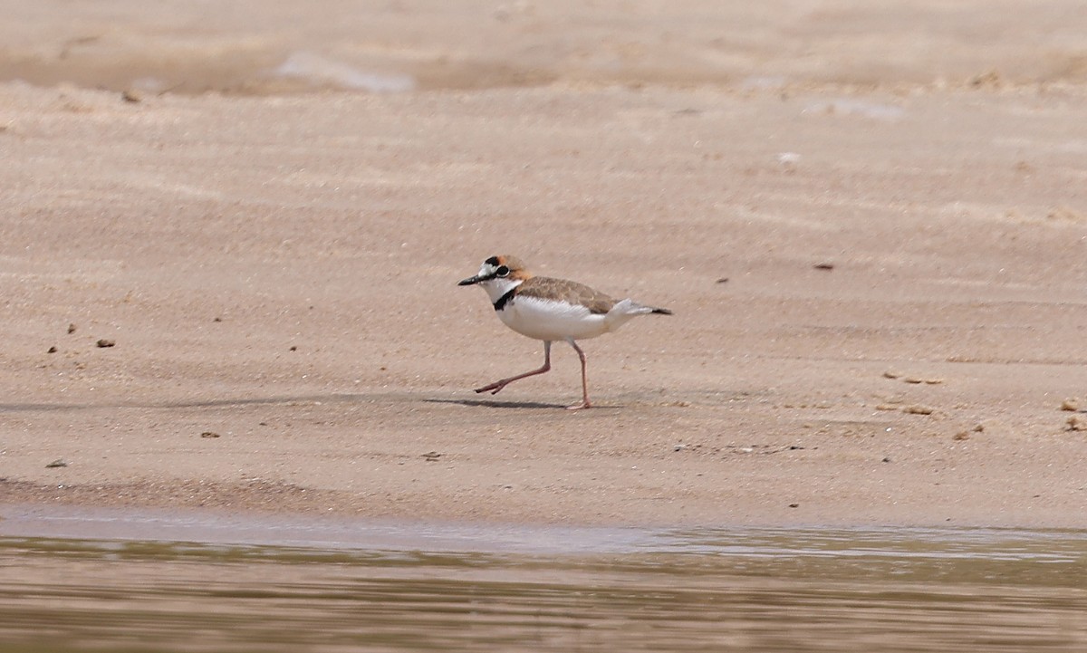 Collared Plover - ML620752773