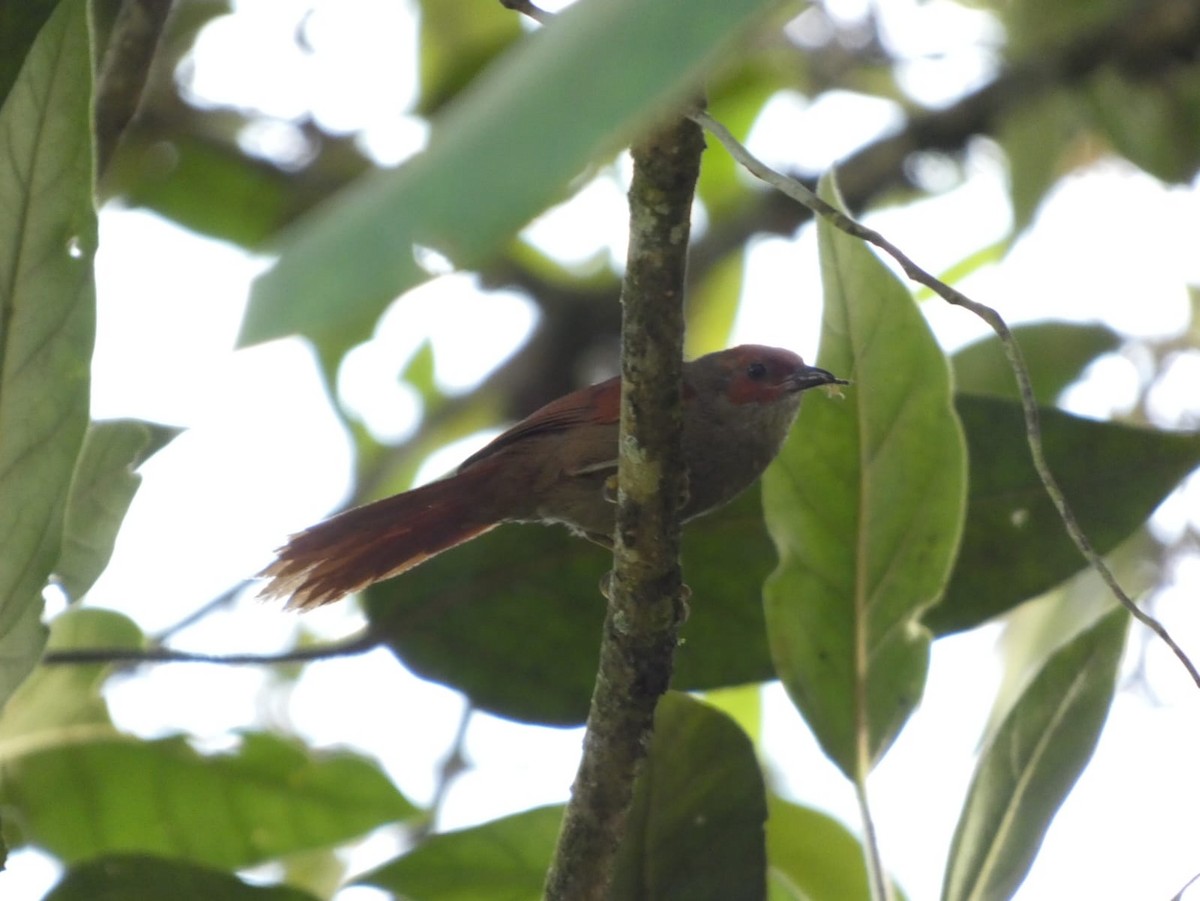 Red-faced Spinetail - ML620752783