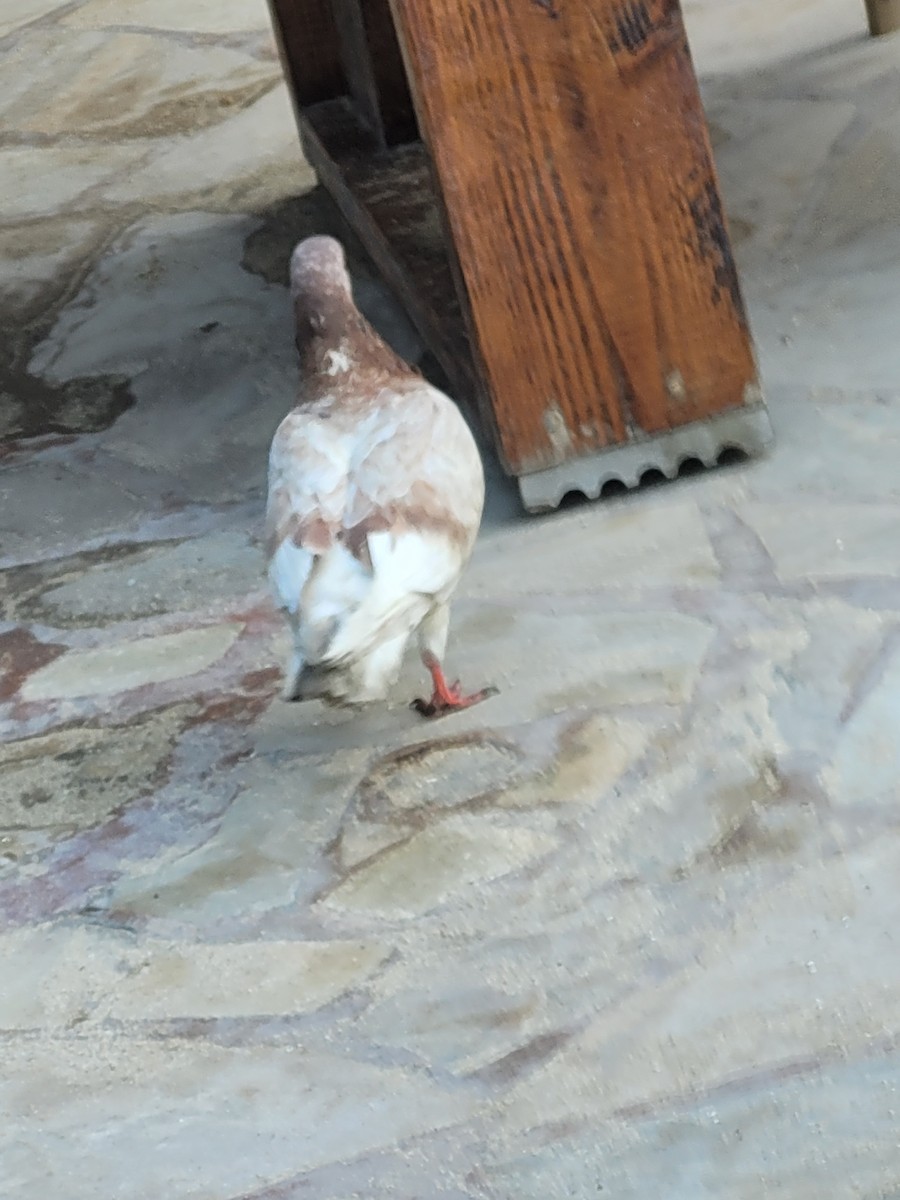 holub skalní (domácí) - ML620752788