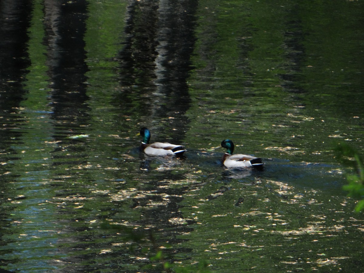 Canard colvert - ML620752792