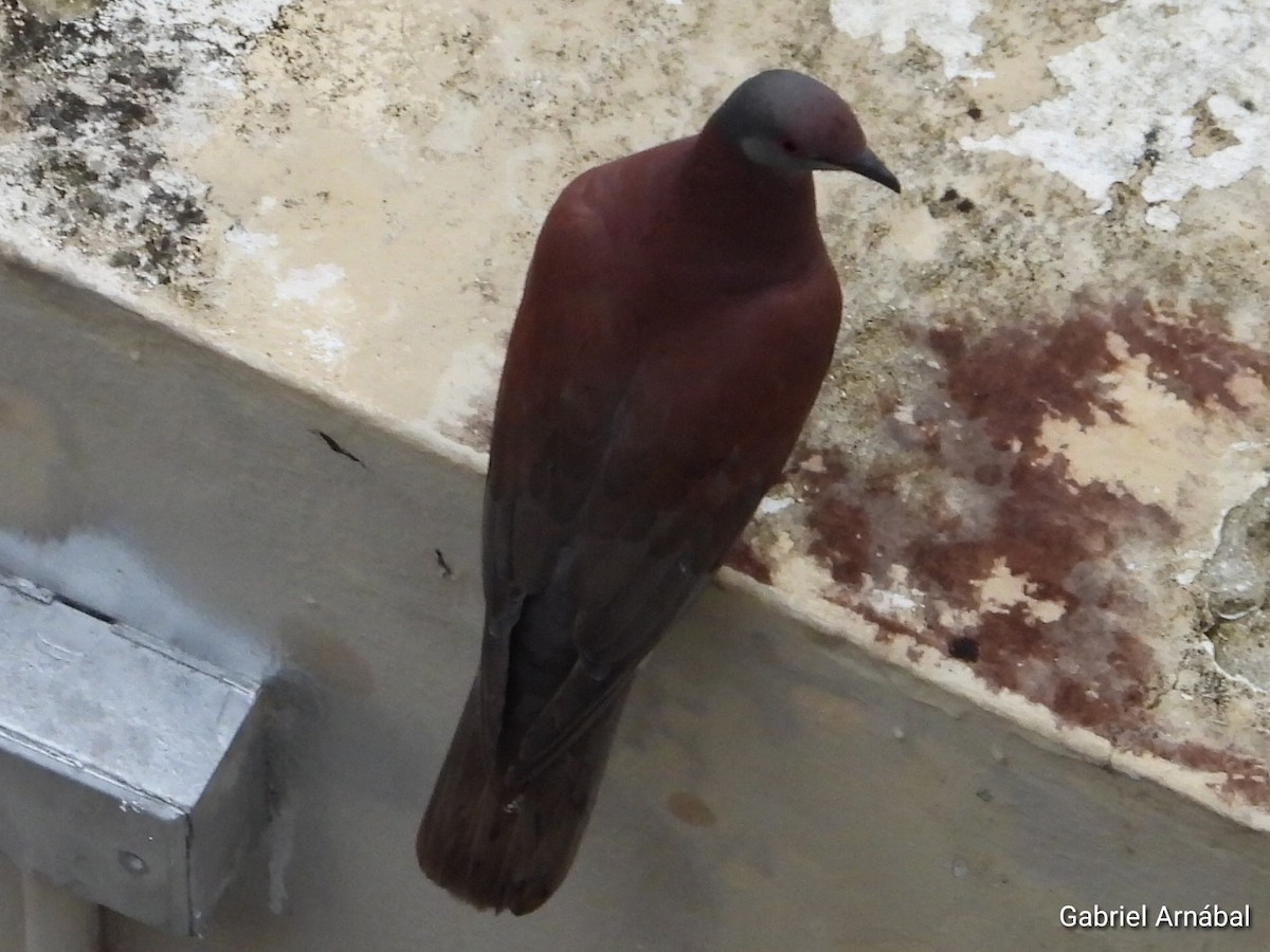 Pale-vented Pigeon - Gabriel Arnábal