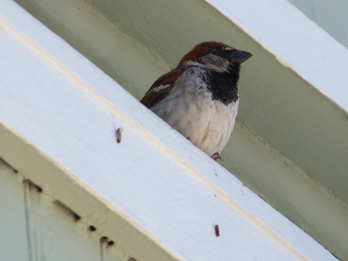 House Sparrow - ML620752808