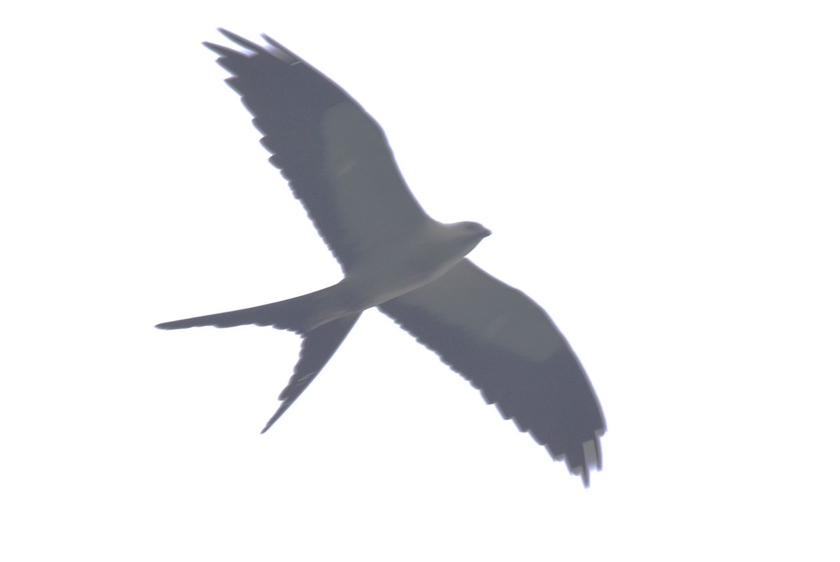 Swallow-tailed Kite - ML620752826