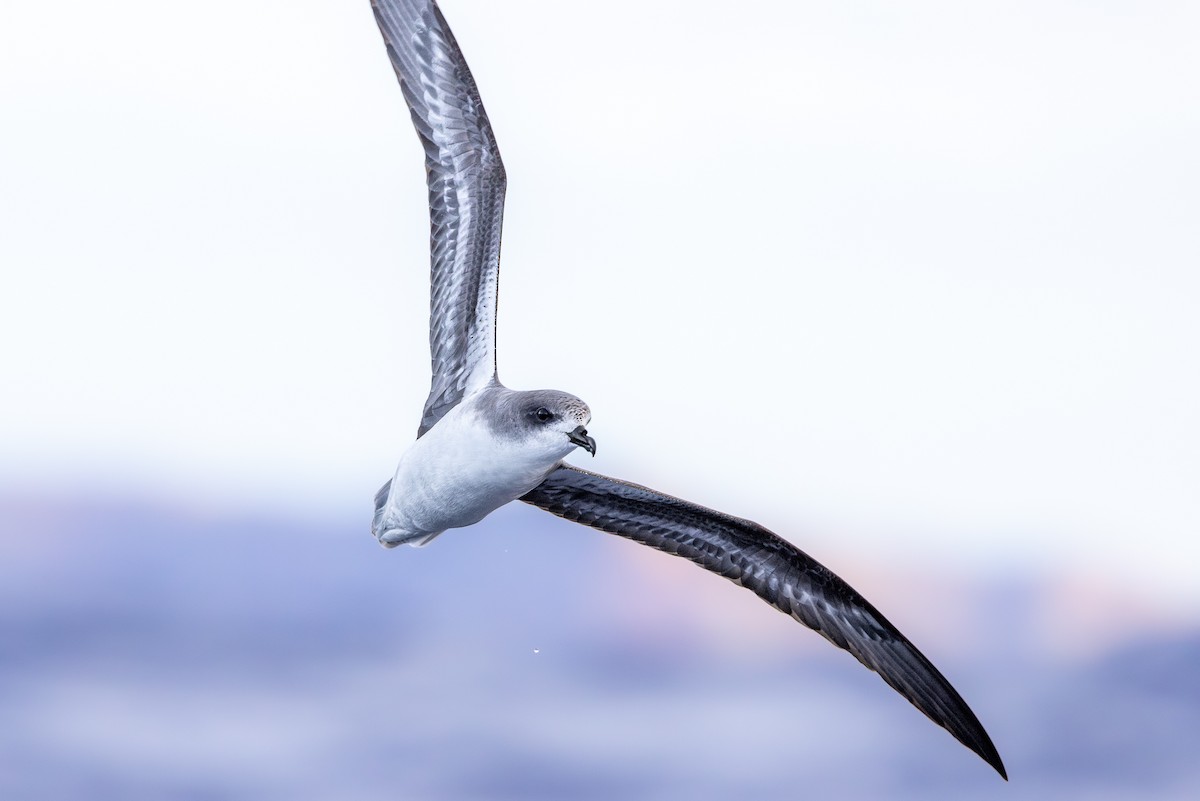 Zino's Petrel - ML620752833