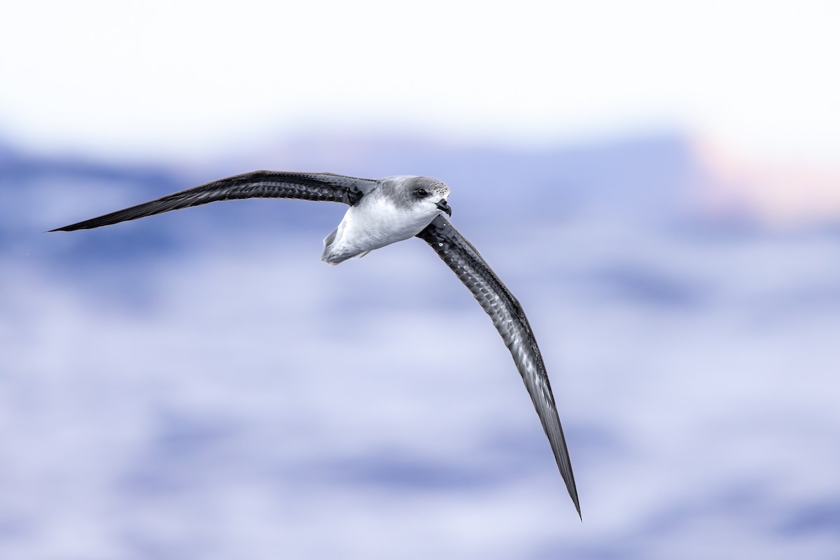 Zino's Petrel - ML620752834