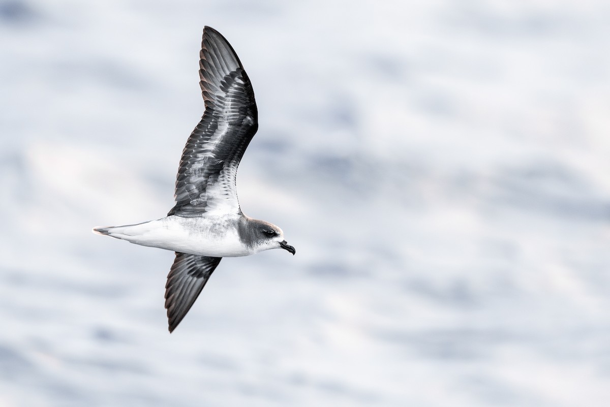 Zino's Petrel - Marcin Dyduch