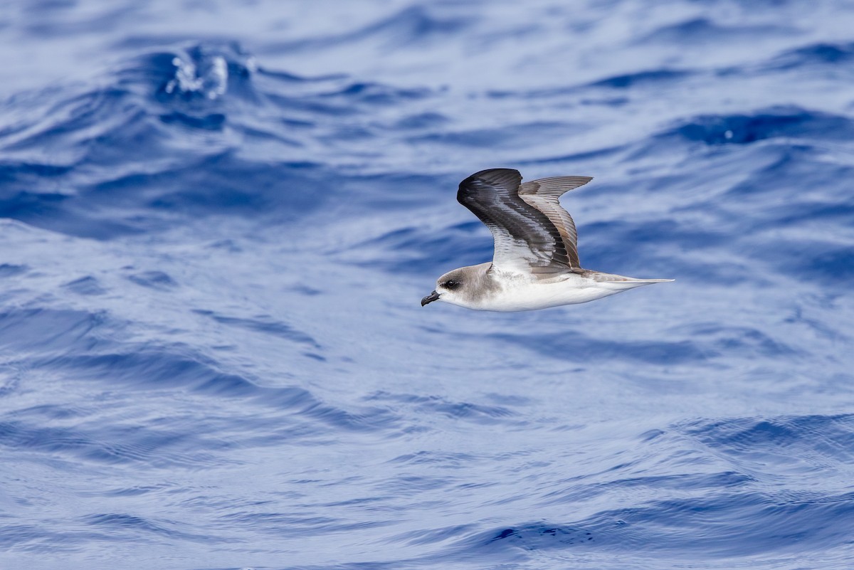 Zino's Petrel - ML620752838